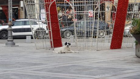 Τρομοκρατούν Πολίτες Αδέσποτα Σκυλιά Στο Πάρκο Κατερίνης!