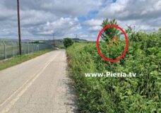 «Δάσος» ο Δρόμος Προς Κούκο Πιερίας Από Την Επαρχιακή Οδό Κίτρους-Ρυακίων.