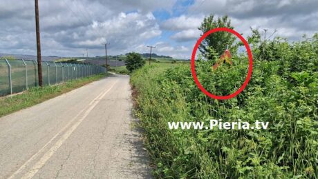 «Δάσος» ο Δρόμος Προς Κούκο Πιερίας Από Την Επαρχιακή Οδό Κίτρους-Ρυακίων.